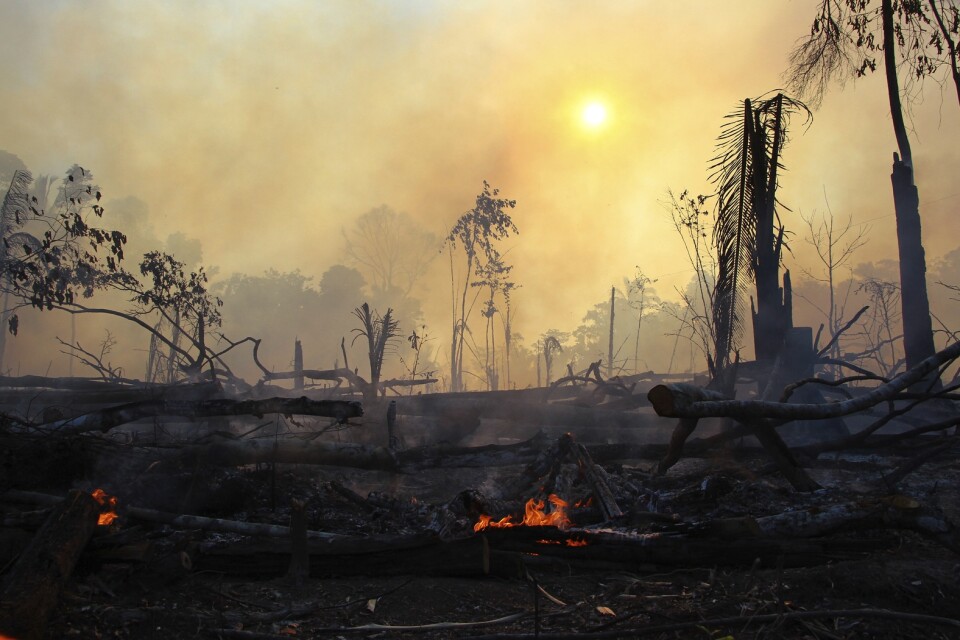 I år har bränderna i Amazonas varit de mest omfattande på minst ett decennium. Bild från Brasilien i augusti.