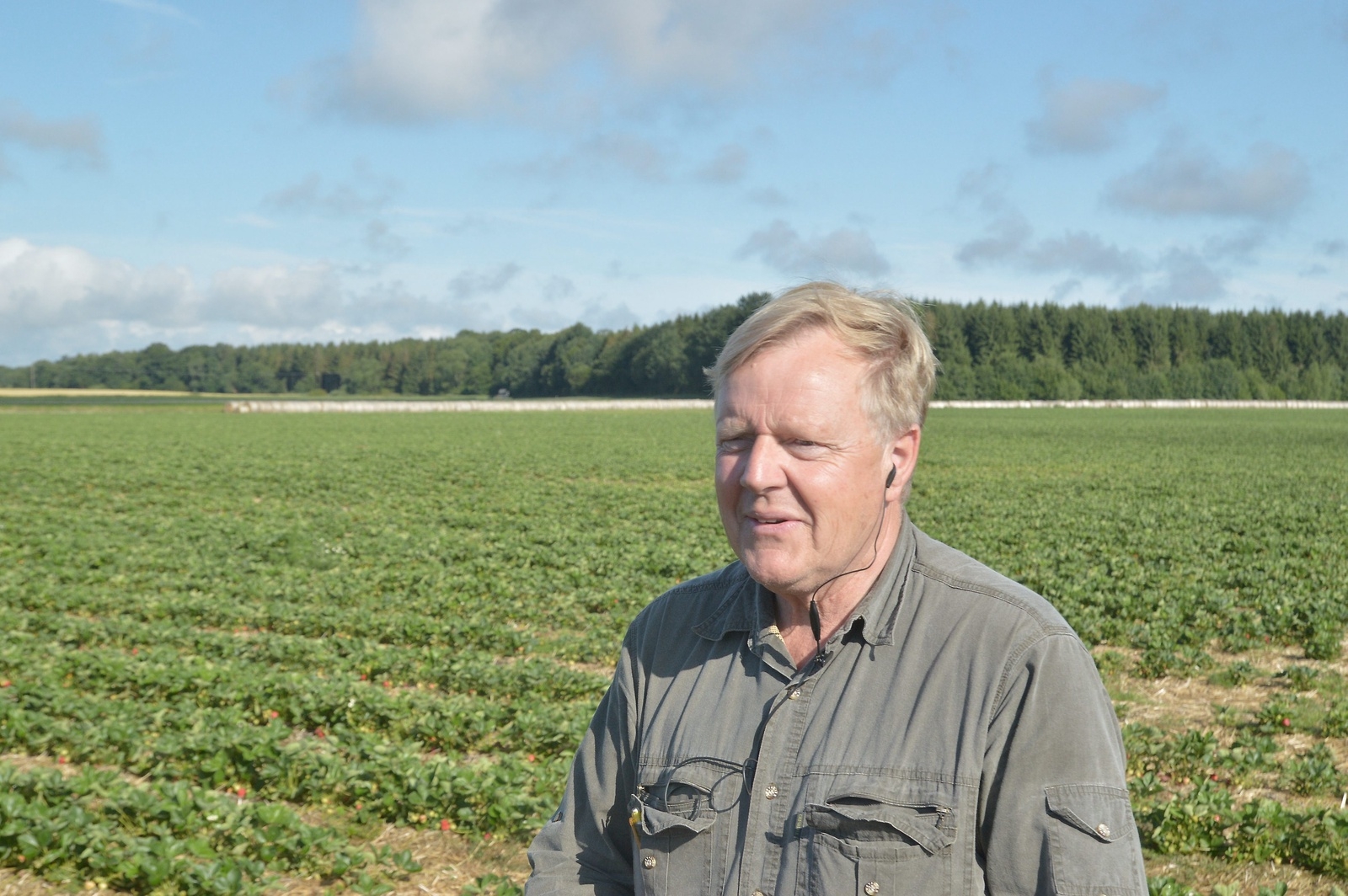 Sune Abrahamsson har odlat jordgubbar sedan 1982.