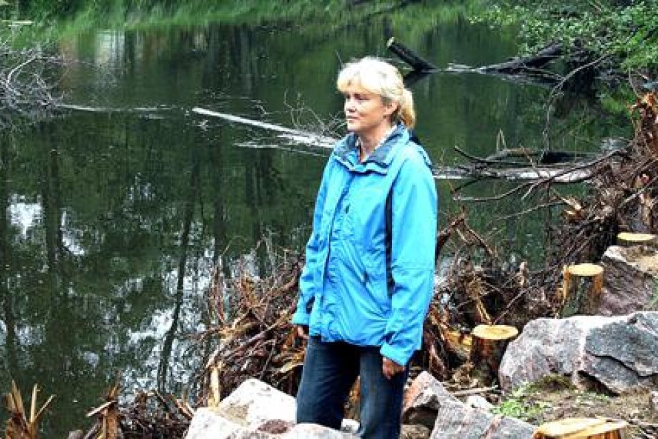 Kommunekolog Solveig Svensson gläds åt att det nya biologiska skyddet mot erosion av Ätran vid Sexdrega är klart.