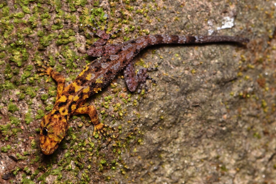 Geckoödlan San Phueng (cnemaspis selenolagus) kan med sin särskilda färgskala kamouflera sig bland lavar och torr mossa på stenar och i träd.