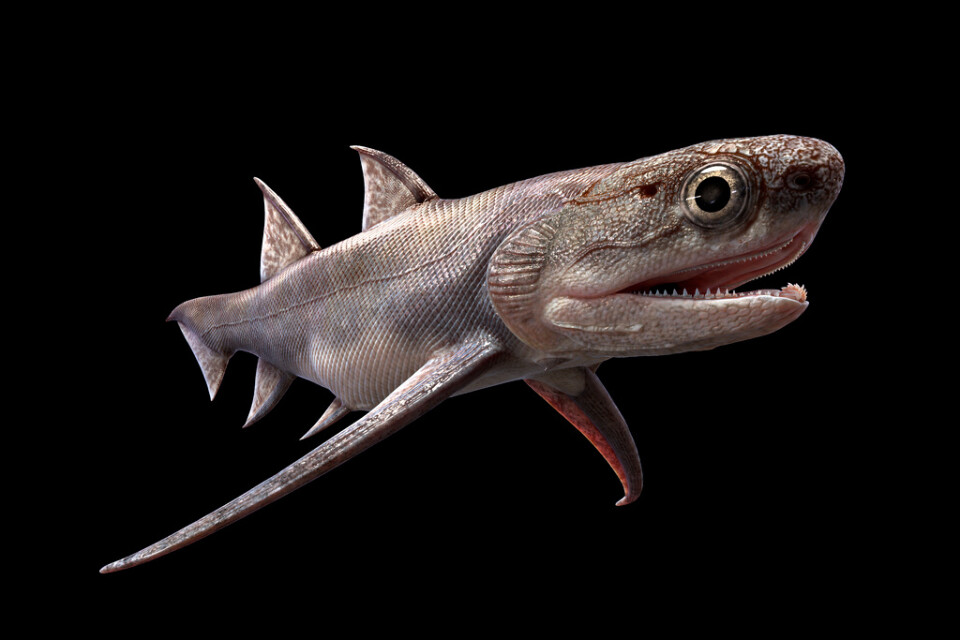 Nya fossilfynd i Kina visar utvecklingen av några av de tidigaste käkförsedda fiskarna. På bilden hajsläktingen Qianodus duplicis som levde för 439 miljoner år sedan. Dess tänder är de äldsta tänder som vetenskapen känner.