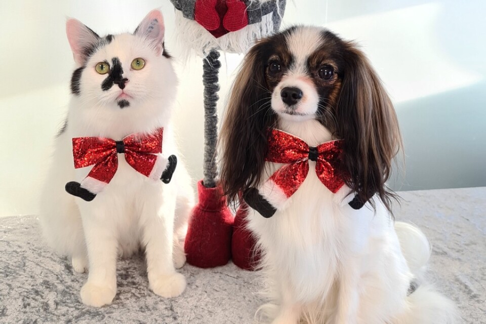 Katten Pixie och hunden Tesla är festfina.