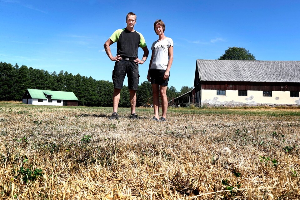Det är torrt och vallen på en av åkrarna är helt gul hos Jörgen Pettersson och Anette Turowski i Kimramåla. ”Vi har bevattning på majsen, men där en en tredjedel av skörden borta”, säger han.