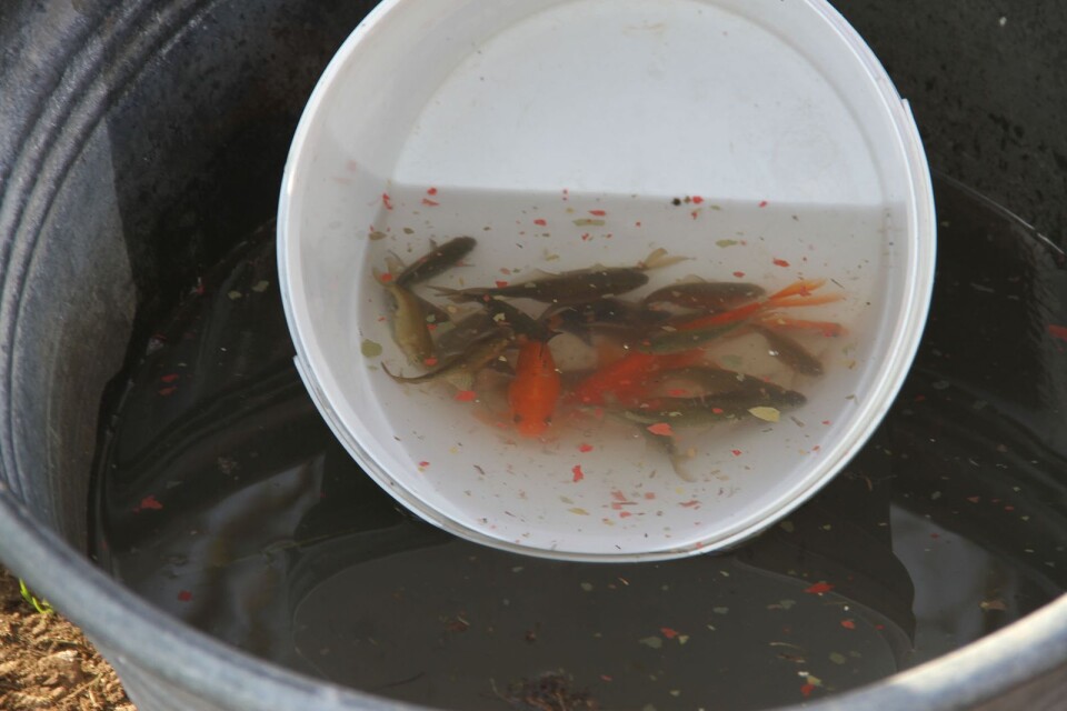 Alla 24 guldfiskarna som räddades var till synes välmående tre månader senare och kunde släppas ut i sin damm på alvaret utanför Skarpa Alby.