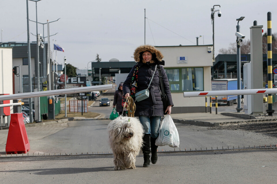 En kvinna och hennes hund lämnar Ukraina för Polen.