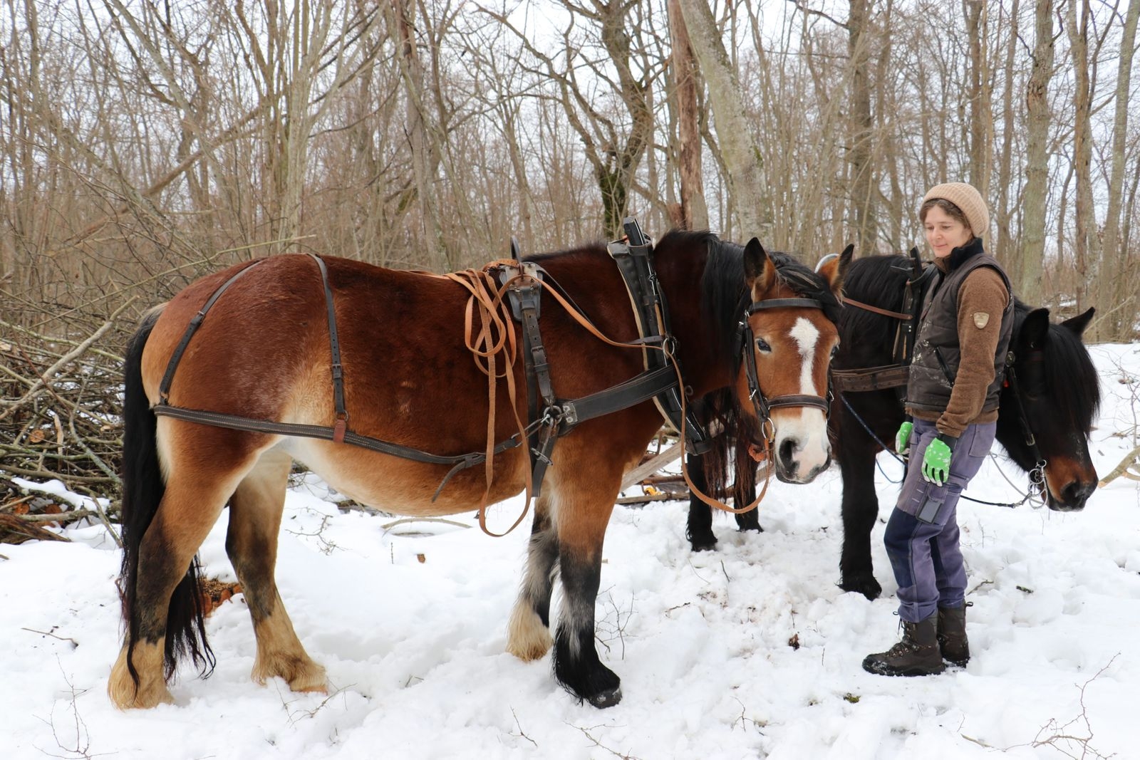 Att köra in en häst kräver träning. Maria Lindmarks häst Tingeling tränas på att stå still som de andra medan man lastar.