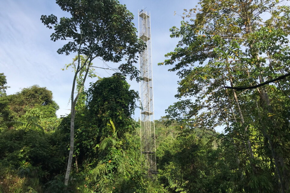 Ett 52 meter högt torn användes för att mäta koldioxid i ett område med avverkad skog på Borneo.