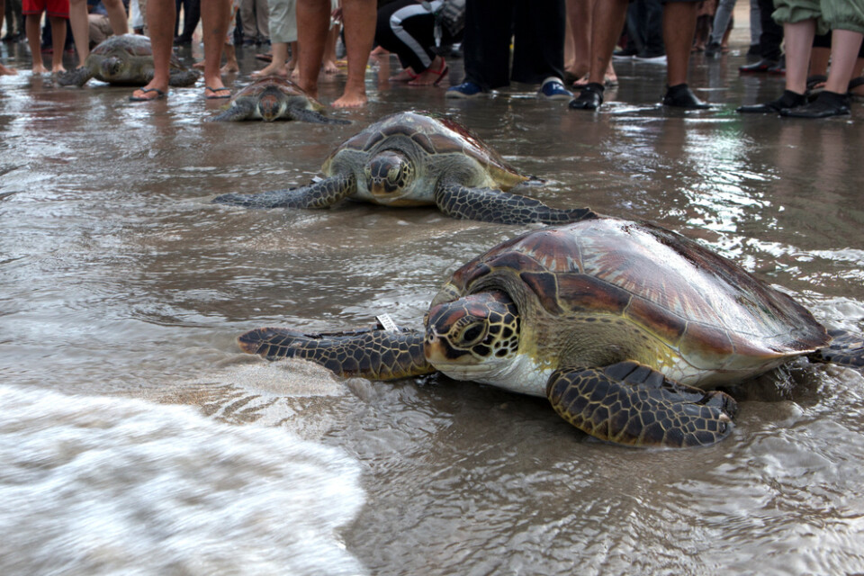 Havssköldpaddorna kravlar ut i havet efter att ha släppts ut på Kuta Beach på Bali, Indonesien.
