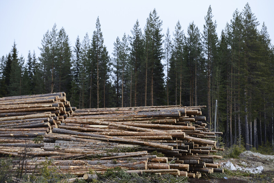 Svenska skogsbolag har stora innehav i Lettland. Arkivbild