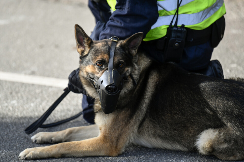 En polishund i Sundsvall hittade ett kilo amfetamin under en insats. Arkivbild.
