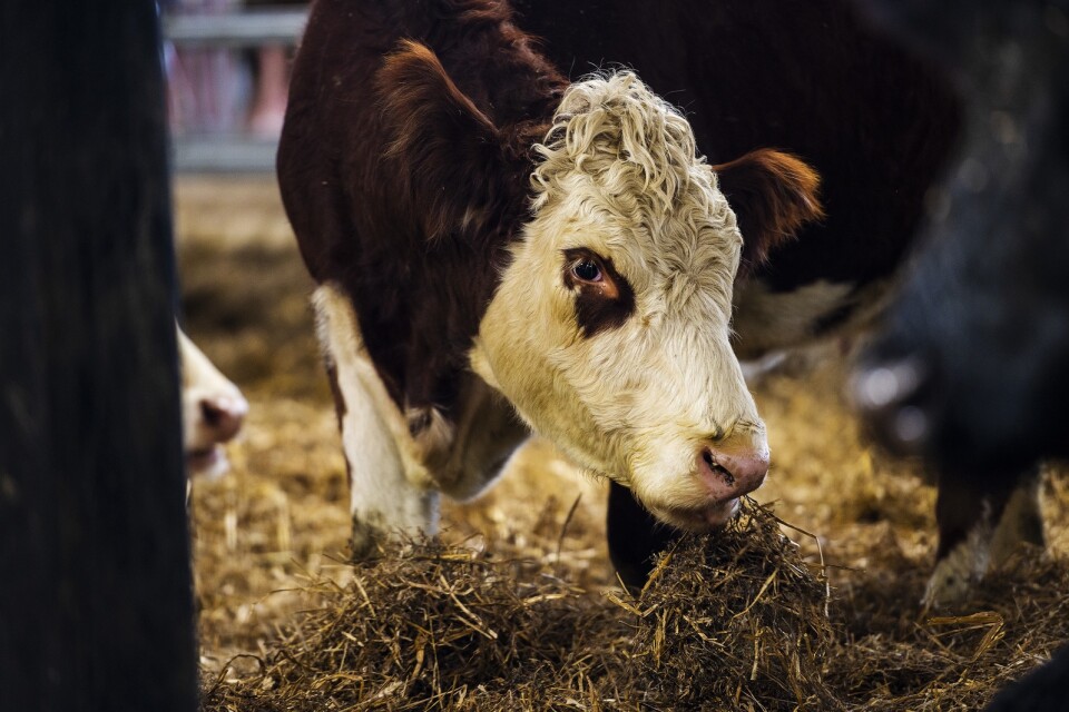”Skördar av gräs till djuren har blivit låga, majs och spannmål brådmognar och en del lantbrukare tvingas slakta djur i förtid.”