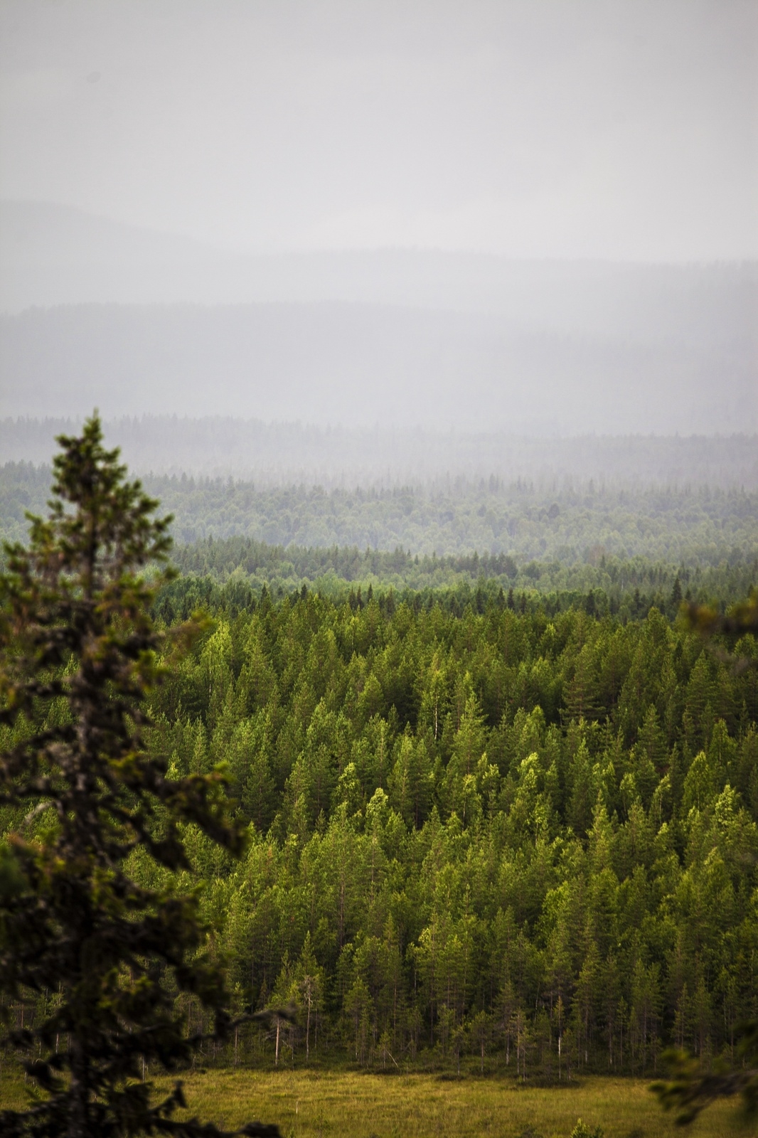 Vy över storskog och regnslöjor från toppen av berget Jupukka, som ingår i Sveriges mest udda Unesco-världsarv.