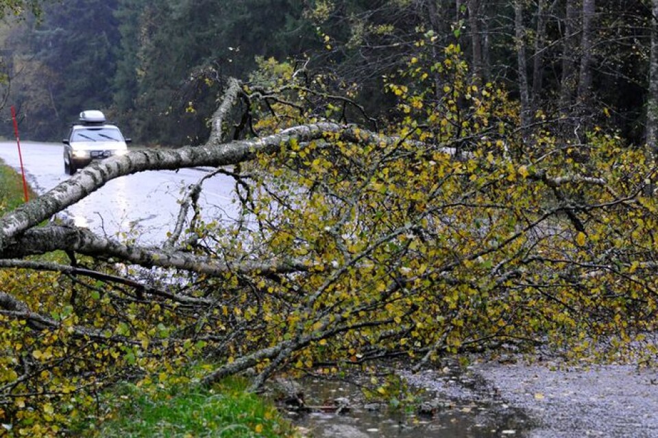 De hårda vindbyarna kan mycket väl orsaka en den nedfallna träd under onsdagen.