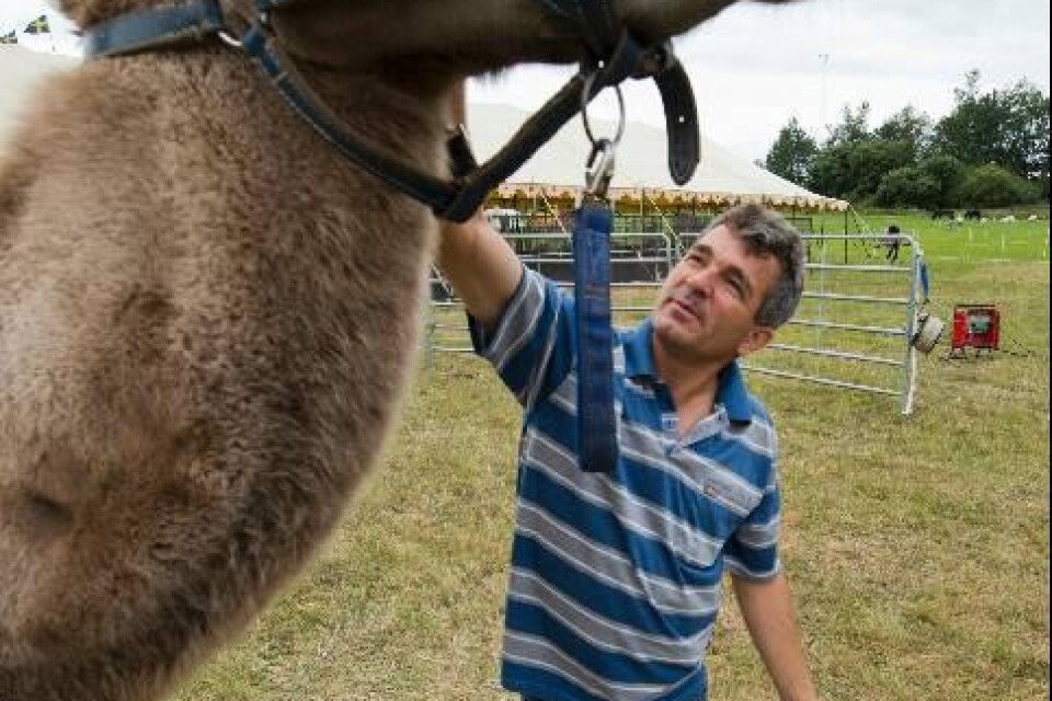 14 olika nationaliteter arbetar tillsammans på Cirkus Maximum. där arbetsspråket är cirkustyska Marcel Chiriac, djurskötare från Rumänien, behöver dock inte använda cirkustyska för att ta hand om cirkusens kameler.