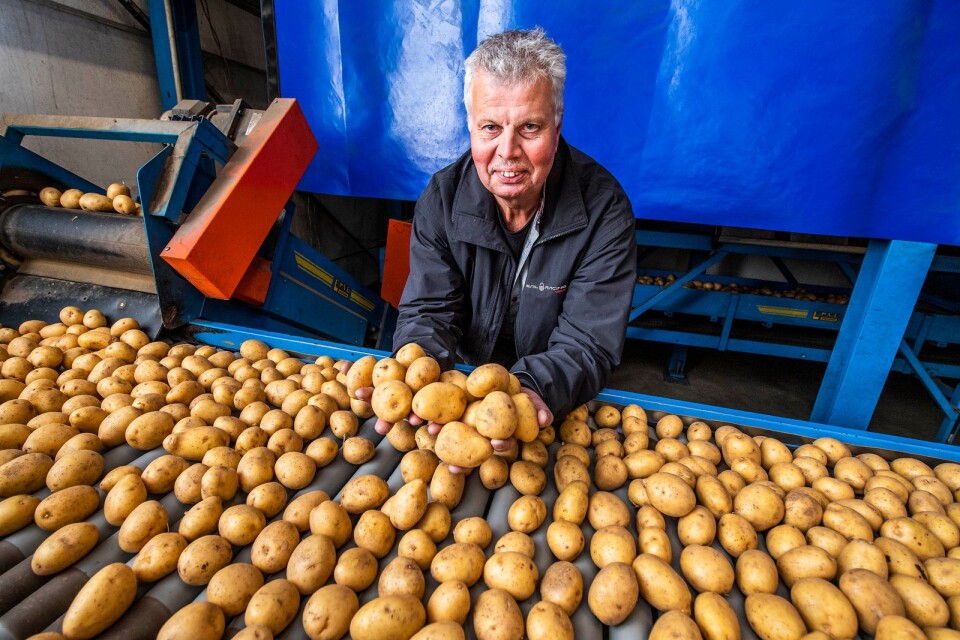 Per Olof Olsson, som driver Olsängs potatis tillsammans med sin bror Sven, berättar att de flesta skavankerna på potatisarna bara är skönhetsfel.