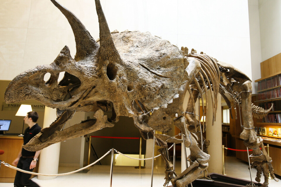 Forskarna träter om Triceratopsen, som den på bilden, egentligen är en ung variant av den större Torosaurusen, eller en egen art.