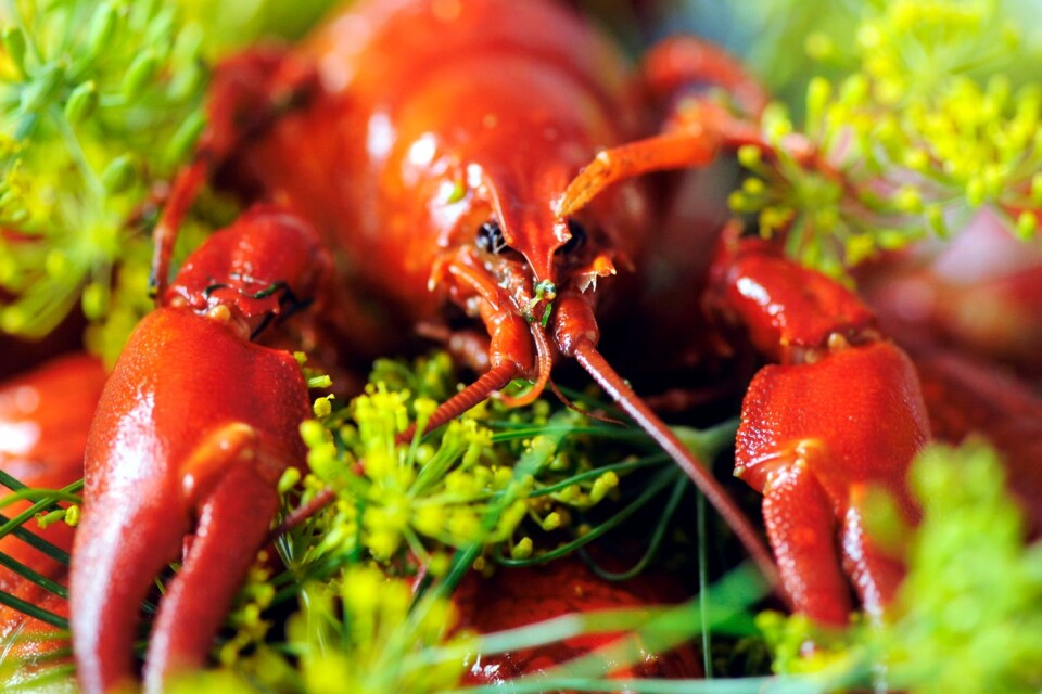 The Swedes eat the most crayfish in the world.