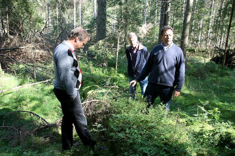 Anders Flanking och Anders Hell kollar intresserat när Lars Strandberg visar vad som växer upp på en fallen trädstam.