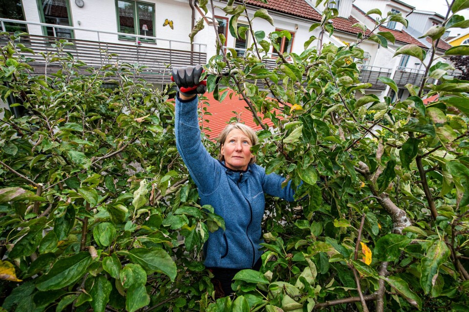 Kristina Arfvidsson beskär träd.