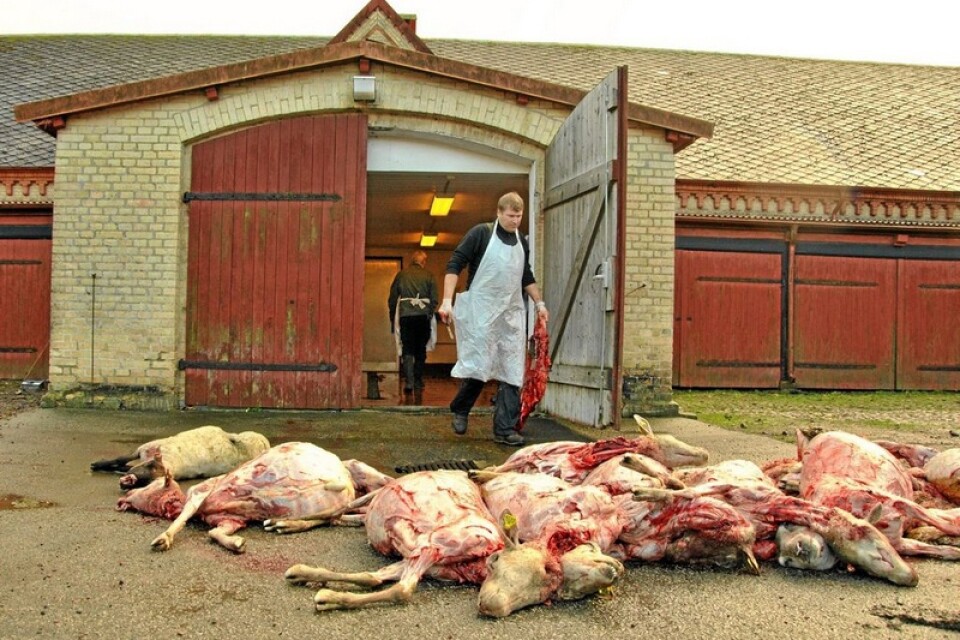 Bertil Nilsson flår fåren. Kropparna samlas utanför på gårdsplanen. Foto: Tobias Malmberg