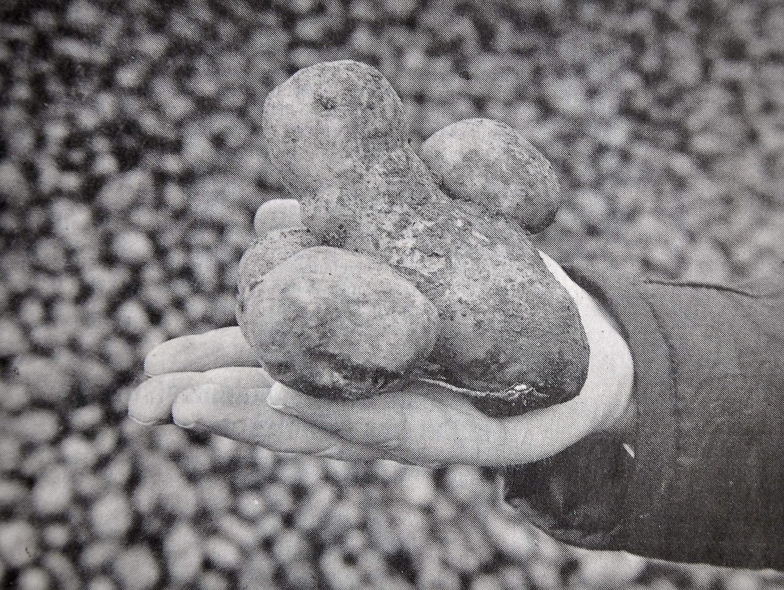 Priset på den svenska knölen bara sjunker. Odlarna förtvivlas och nu planerar de potatistransporter till krigshärjade länder.
Arkiv