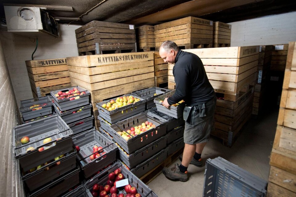 I de stora trälådorna ryms det 400 kilo äpple. Under tisdagen kom en lastbil och hämtade dem till Båstad för sortering. Då slipper Ingemar jobba 24 timmar om dygnet.