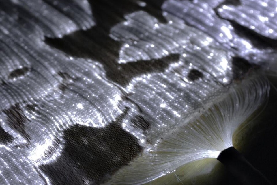 Tyg som kan lagra ljus. Borås textilhögskola får stöd för sin forskning om smarta tyger.