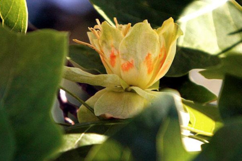 Blommorna har vissa likheter med tulpaner och även trädets blad liknar en stiliserad tulpan.