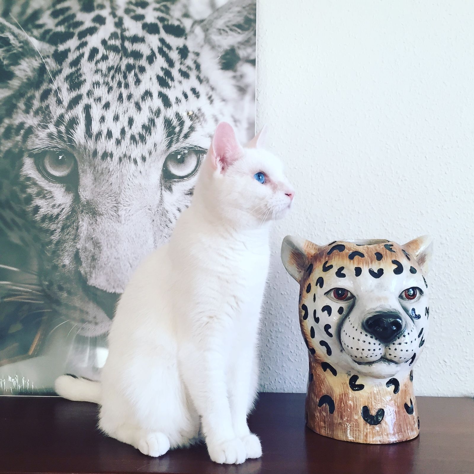 Vita katten Zingo gillar sina övriga kattprylar.