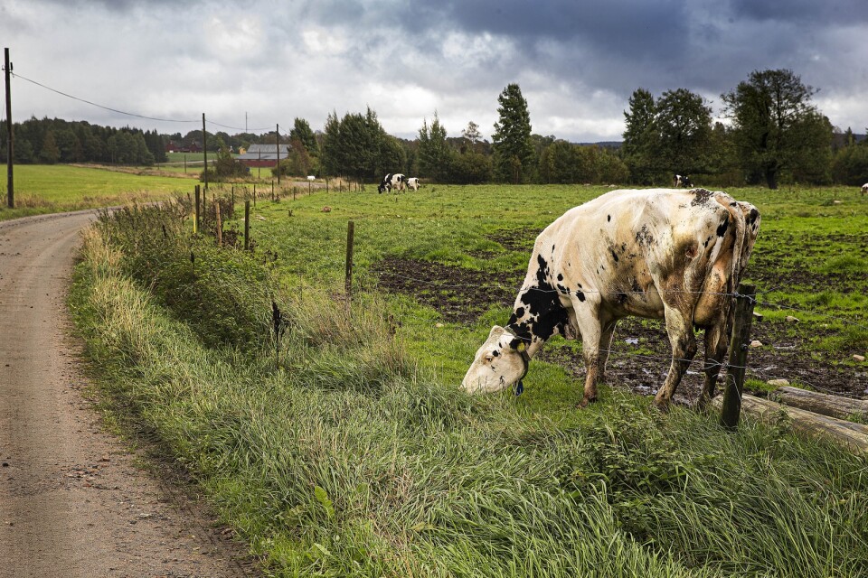 En ko på en Gäsenegård i Vesene. Det krävs krafttag för att svensk matproduktion ska kunna upprätthållas framåt, skriver styrelsen för Gäsene mejeri.