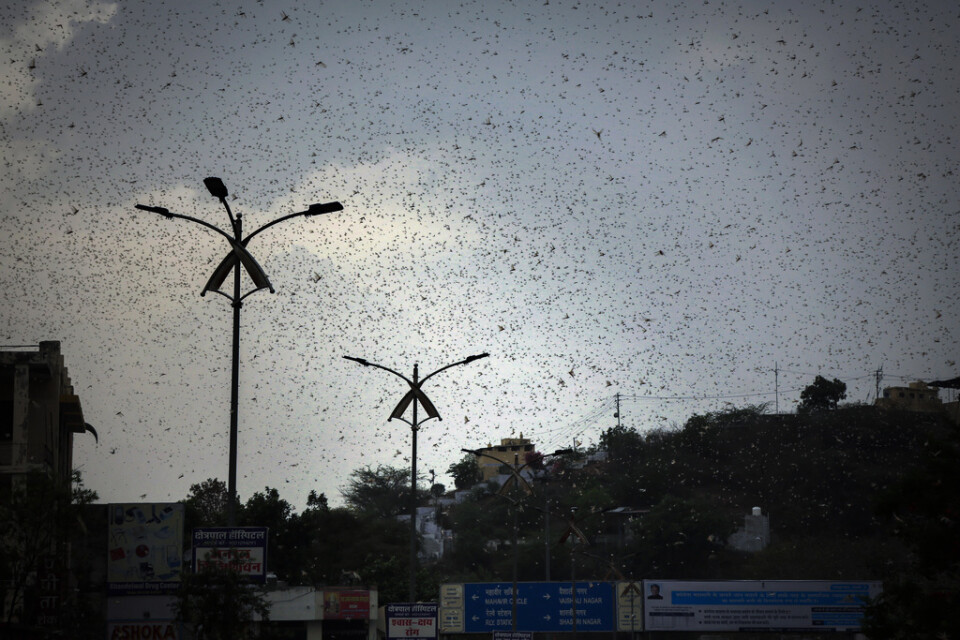 Himlen nästan förmörkas av gräshoppesvärmen i Ajmer i Rajasthan i Indien.