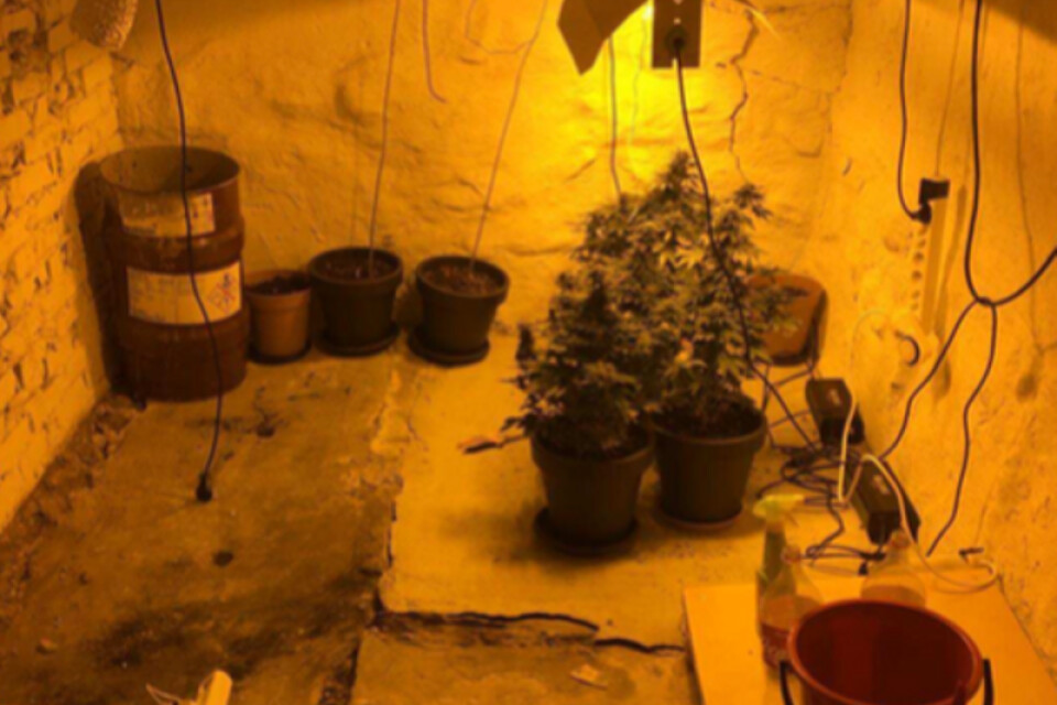 En 32-årig småbarnspappa i Markaryd misstänks för att ha odlat cannabis i sin källaren. Bilden är tagen i samband med polisens husrannsakan.