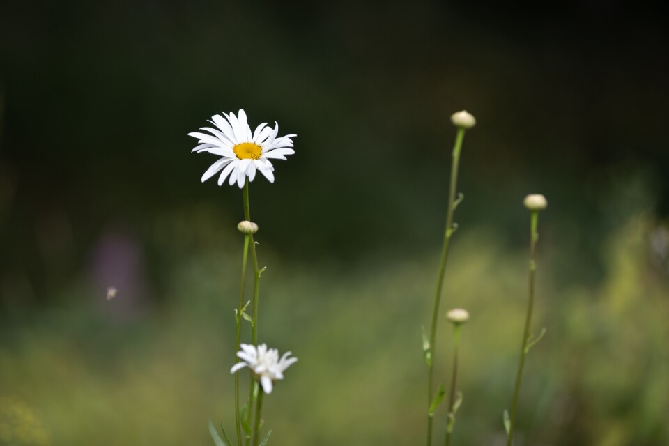 Marguerite, also known as oxeye daisy, (leucanthemum vulgare), Skåne's regional flower emblem.