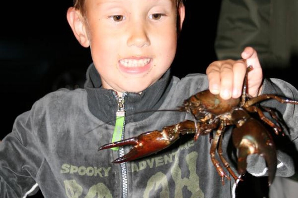 Sexåriga Gustav Ölund är en stolt kräftfiskare. Ännu stoltare blev han, när han lyckades fånga in fredagskvällens tyngsta kräfta.