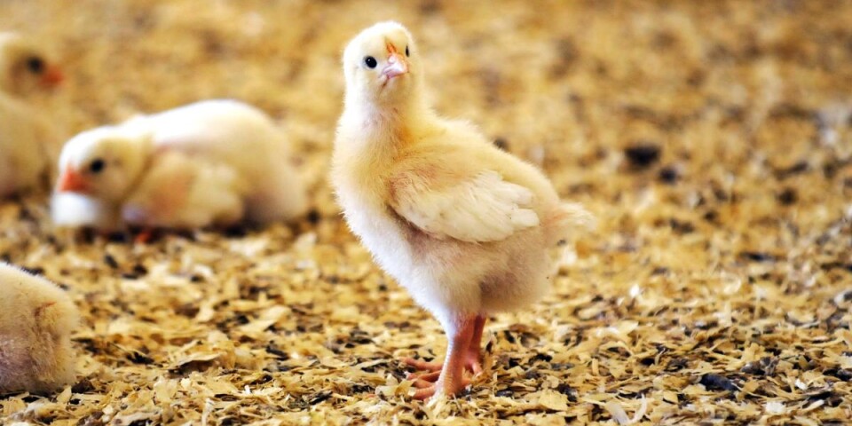 Salmonella: Proverna negativa – fritt fram för nya kycklingar