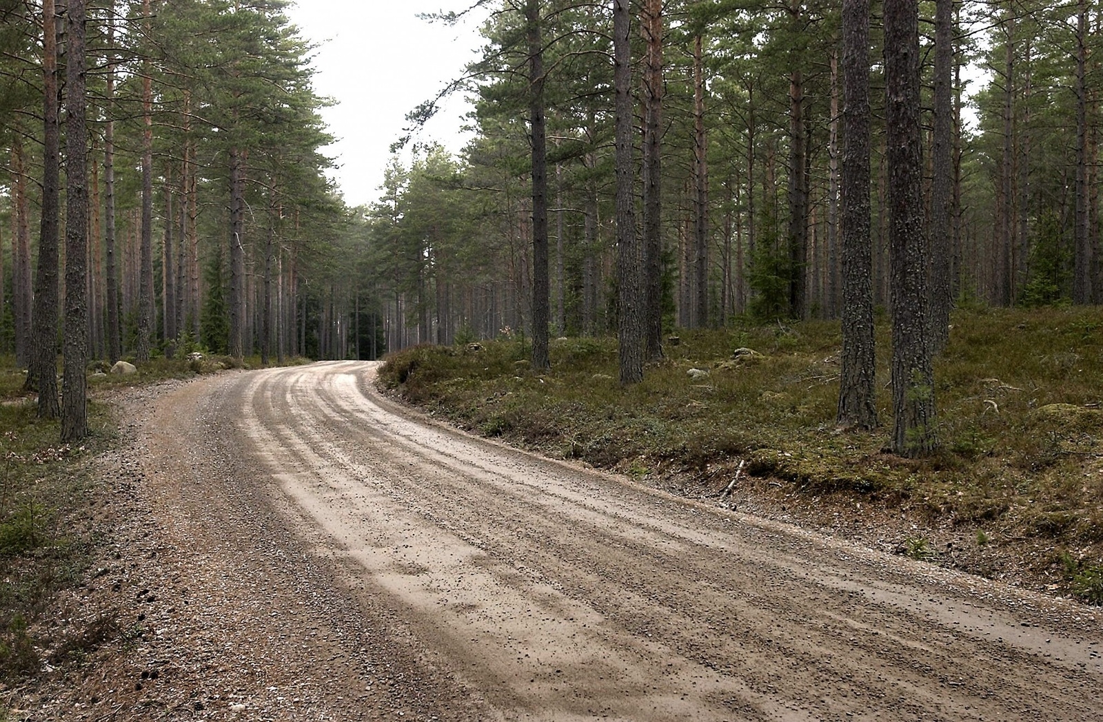 Priserna på skogsmark i södra Sverige fortsätter att öka.
Foto: Anders Wiklund/Scanpix/TT/Arkiv