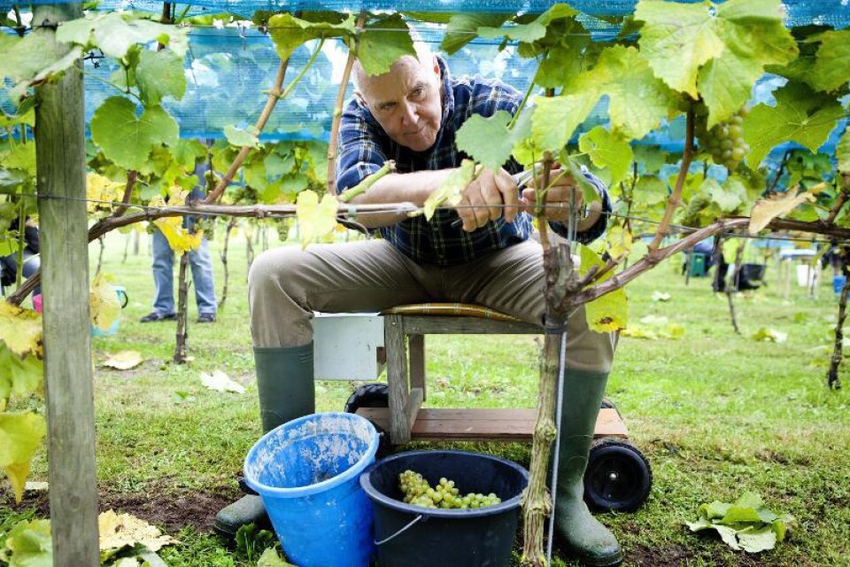 Grannsämja. Niels Riechers är en av vingårdens närmaste grannar som anlitats för att vara med och skörda vindruvorna i år. ”Det var självklart att vara med. Jag har ju varit med och planterat de här stockarna.”