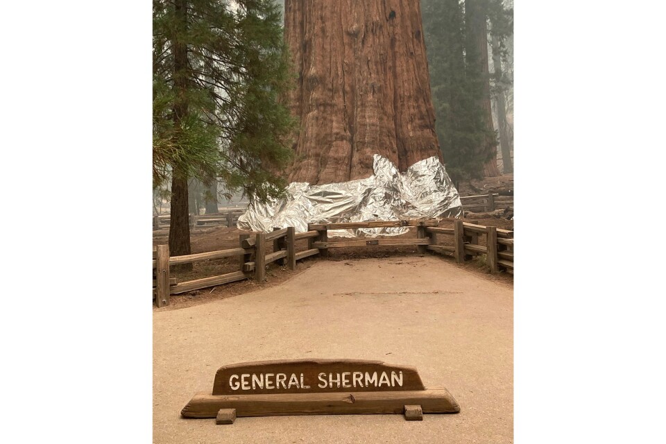 Världens största träd, General Sherman, har täckts med aluminiumfolie nedtill för att skydda stammarna från de värsta lågorna.