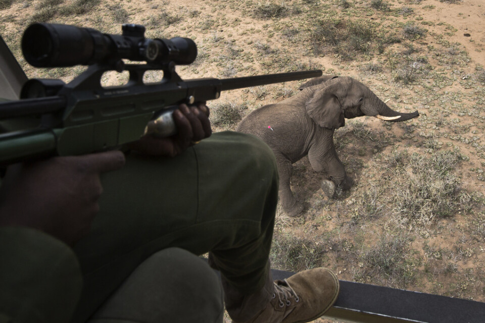 Två professionella jägare får inte jaga i Botswana längre, efter att de skjutit en forskningselefant. Elefanten på bilden är en annan. Arkivbild.
