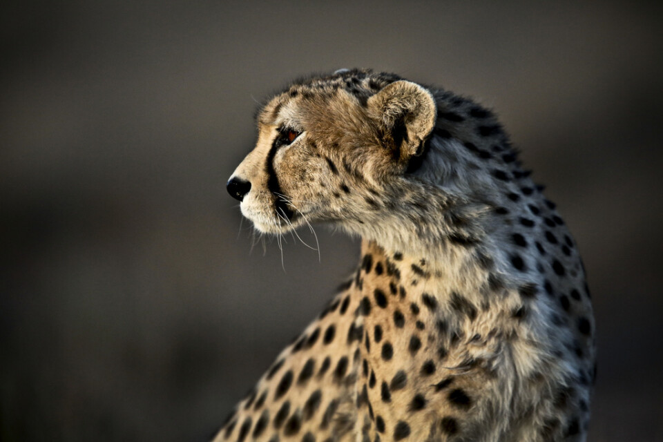 En gepard i Jajarm i nordöstra Iran 2014. Arkivbild.