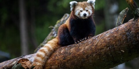 BT var med när den röda pandaungen visades upp år 2022. Här bild på mamman, som är kvar i parken.