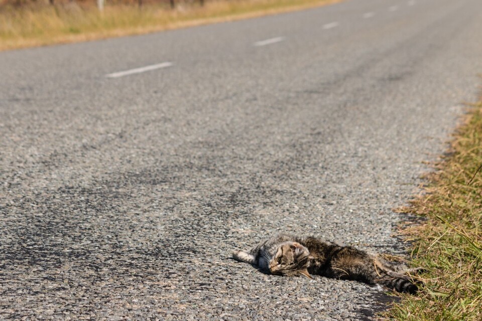 closeup of cat roadkill lying on side of road