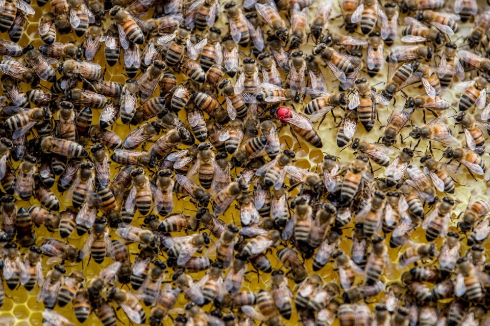Under sommaren kan ett bisamhälle innehålla upp till 80 00 bin med en drottning som styr hela samhället. Drottningen har en röd prick på sig. Färgen ändras varje år för att kunna kontrollera hur gammal hon är.
