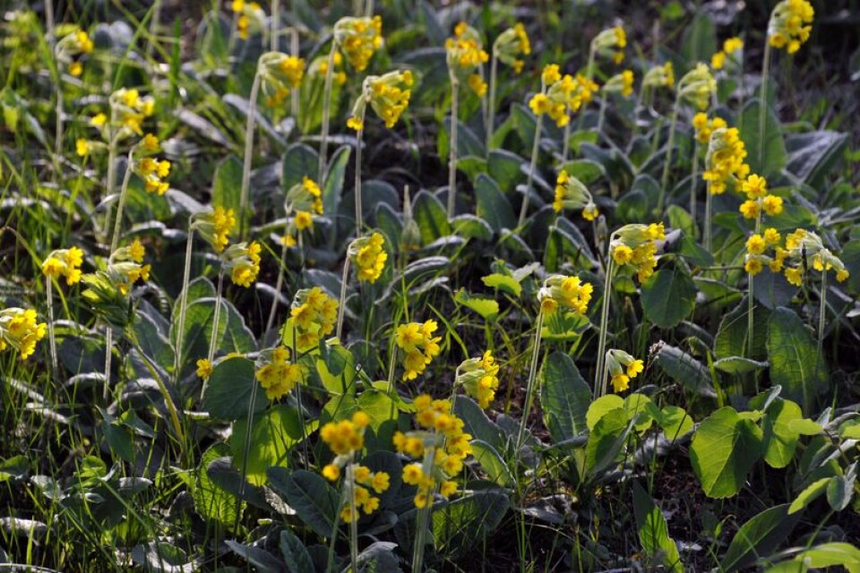Gullvivan har lånat trädgårdsföreningen i Brösarp sitt namn – Primula veris.