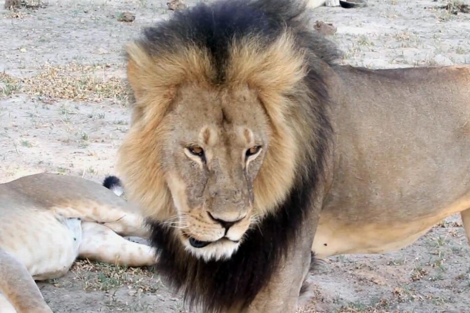 Två personer ställs i dag inför rätta i Zimbabwe, anklagade för att ha hjälpt en amerikansk storviltjägare att tjuvskjuta landets mest berömda lejon. Storviltjägaren själv svär sig fri. Den amerikanske tandläkaren James Palmer pekas ut som den som tog l
