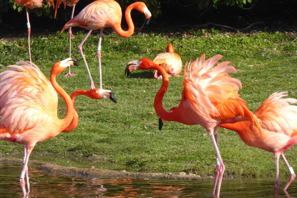 Karibiska flamingor i våtmarksreservatet Slimbridge i Storbritannien.