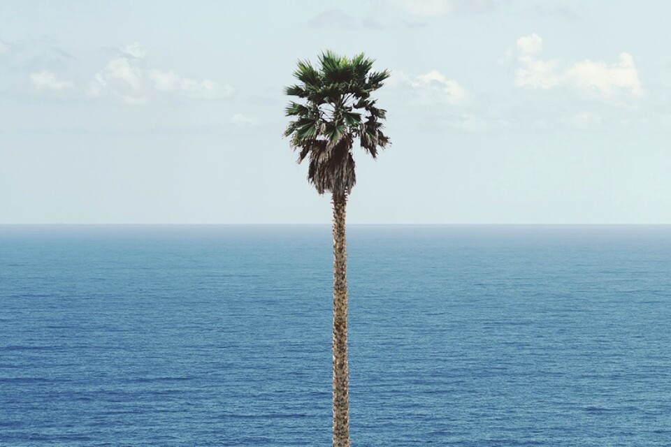 John Baldessaris "Palm tree/Seascape" från 2010. Ofta använde han sig av andras fotografier i sin konst. Pressbild.