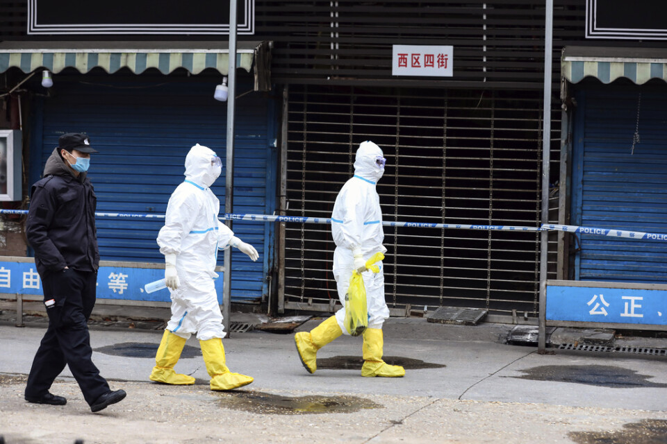 Personal fångade in en jättesalamander (i den gula plastpåsen) som tros ha smitit från den marknad i Wuhan varifrån viruset tros ha kommit.