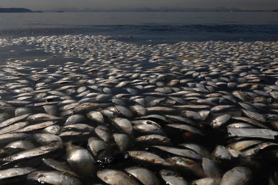 Tusentals döda fiskar har i veckan flutit i land i Guanabara-bukten i Rio de Janeiro där OS-seglingarna ska avgöras nästa år. Myndigheterna tror sig hinna rena bukten till 80 procent innan OS invigs i augusti 2016 men den omfattande fiskdöden är ett tec