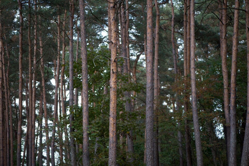 Skribenten vill bevara skogen i Beddingestrand.
